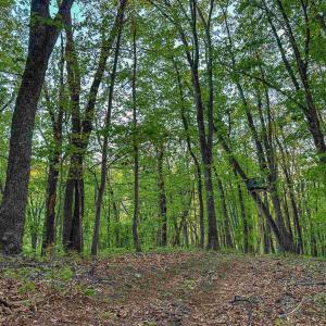 Photo #12 of 1166 MONACAN TRAIL RD, CHARLOTTESVILLE, VA 27.5 acres
