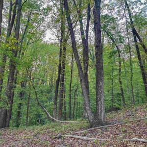 Photo #11 of 1166 MONACAN TRAIL RD, CHARLOTTESVILLE, VA 27.5 acres