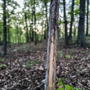 Photo #14 of 1166 MONACAN TRAIL RD, CHARLOTTESVILLE, VA 27.5 acres