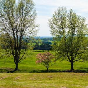 Photo #13 of Lot 5 FOX HILL DR, PORT REPUBLIC, VA 5.7 acres