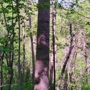 Photo #7 of TBD OLD BLUE RIDGE TPKE, SYRIA, VA 14.1 acres