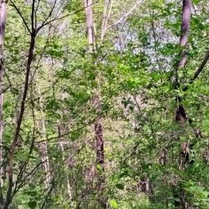 Photo #4 of TBD OLD BLUE RIDGE TPKE, SYRIA, VA 14.1 acres