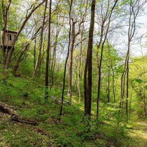 Photo #36 of 01 CUBBAGE HOLLOW RD, STANLEY, VA 225.3 acres