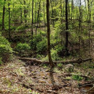 Photo #32 of 01 CUBBAGE HOLLOW RD, STANLEY, VA 225.3 acres