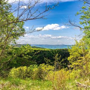 Photo #42 of 01 CUBBAGE HOLLOW RD, STANLEY, VA 225.3 acres