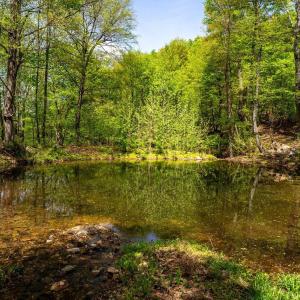 Photo #30 of 01 CUBBAGE HOLLOW RD, STANLEY, VA 225.3 acres