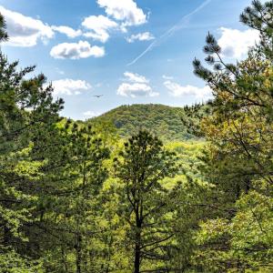 Photo #34 of 01 CUBBAGE HOLLOW RD, STANLEY, VA 225.3 acres