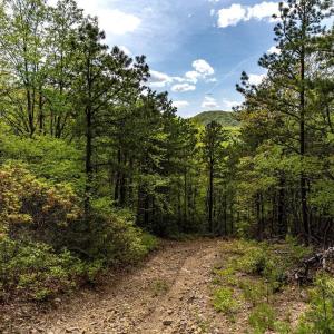 Photo #33 of 01 CUBBAGE HOLLOW RD, STANLEY, VA 225.3 acres