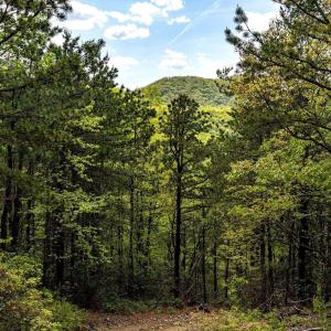Photo #35 of 01 CUBBAGE HOLLOW RD, STANLEY, VA 225.3 acres