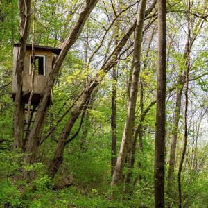 Photo #37 of 01 CUBBAGE HOLLOW RD, STANLEY, VA 225.3 acres