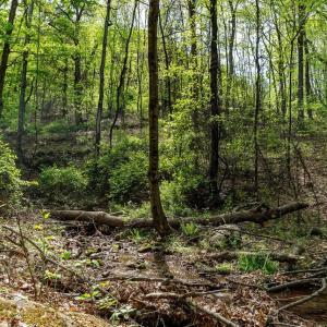 Photo #31 of 01 CUBBAGE HOLLOW RD, STANLEY, VA 225.3 acres