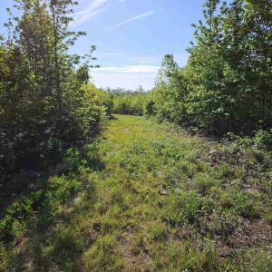 Photo #10 of TBD ANDERSONVILLE RD, DILLWYN, VA 80.0 acres