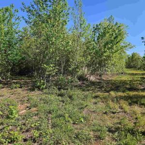 Photo #36 of TBD ANDERSONVILLE RD, DILLWYN, VA 80.0 acres