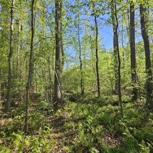 Photo #29 of TBD ANDERSONVILLE RD, DILLWYN, VA 80.0 acres