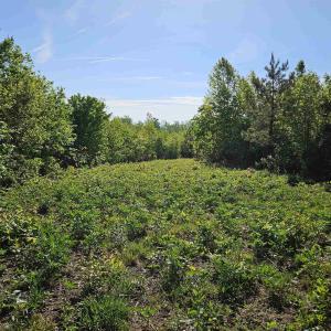Photo #21 of TBD ANDERSONVILLE RD, DILLWYN, VA 80.0 acres