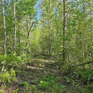 Photo #22 of TBD ANDERSONVILLE RD, DILLWYN, VA 80.0 acres