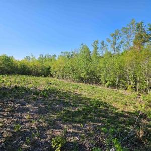 Photo #25 of TBD ANDERSONVILLE RD, DILLWYN, VA 80.0 acres