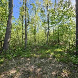 Photo #23 of TBD ANDERSONVILLE RD, DILLWYN, VA 80.0 acres