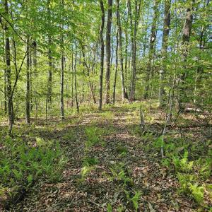 Photo #20 of TBD ANDERSONVILLE RD, DILLWYN, VA 80.0 acres