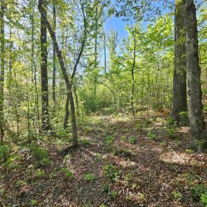 Photo #31 of TBD ANDERSONVILLE RD, DILLWYN, VA 80.0 acres