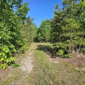 Photo #9 of TBD ANDERSONVILLE RD, DILLWYN, VA 80.0 acres