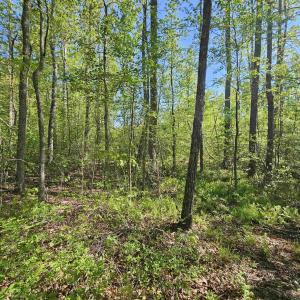 Photo #30 of TBD ANDERSONVILLE RD, DILLWYN, VA 80.0 acres