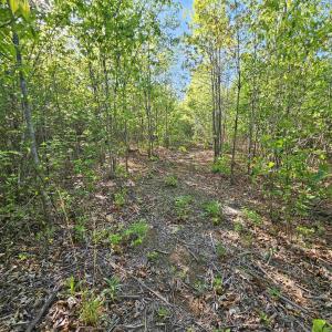 Photo #26 of TBD ANDERSONVILLE RD, DILLWYN, VA 80.0 acres