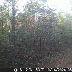 Photo #13 of TBD ANDERSONVILLE RD, DILLWYN, VA 80.0 acres