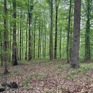 Photo #6 of TM 53A A 11 RAPIDAN WAY, BARBOURSVILLE, VA 10.4 acres