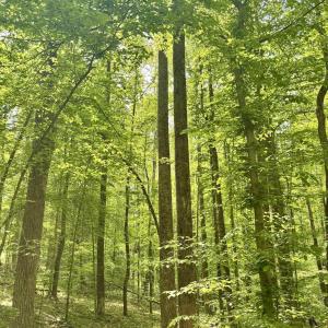 Photo #3 of TM 53A A 11 RAPIDAN WAY, BARBOURSVILLE, VA 10.4 acres