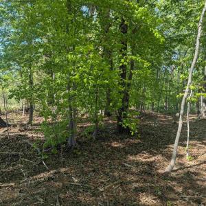 Photo #12 of Lot 4 ADVANCE MILLS RD, RUCKERSVILLE, VA 10.5 acres