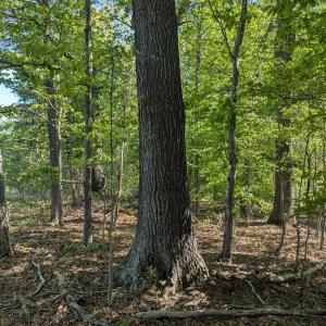 Photo #24 of Lot 4 ADVANCE MILLS RD, RUCKERSVILLE, VA 10.5 acres