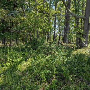 Photo #22 of Lot 4 ADVANCE MILLS RD, RUCKERSVILLE, VA 10.5 acres