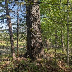 Photo #25 of Lot 4 ADVANCE MILLS RD, RUCKERSVILLE, VA 10.5 acres