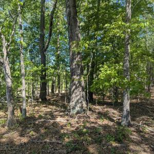 Photo #10 of Lot 4 ADVANCE MILLS RD, RUCKERSVILLE, VA 10.5 acres