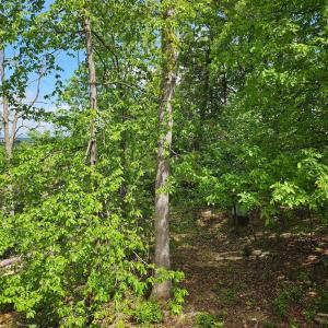 Photo #3 of RIDGE VIEW LN, ELKTON, VA 164.0 acres
