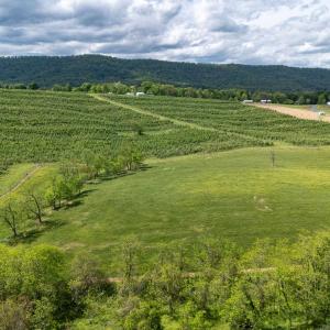 Photo #38 of TBD VETTERS RD, TIMBERVILLE, VA 5.0 acres