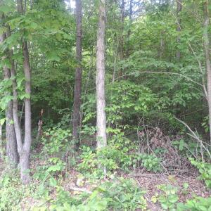 Photo #5 of TBD LIBERTY RD, NEW CANTON, VA 11.6 acres