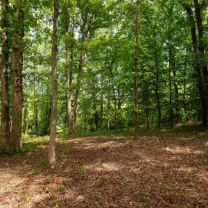 Photo #15 of TBD HALF MILE BRANCH RD, CROZET, VA 3.0 acres
