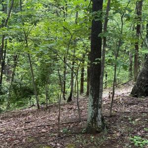 Photo #6 of TBD RABBIT VALLEY RD, NORTH GARDEN, VA 58.5 acres