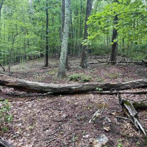 Photo #5 of TBD RABBIT VALLEY RD, NORTH GARDEN, VA 58.5 acres