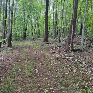 Photo #3 of TBD RABBIT VALLEY RD, NORTH GARDEN, VA 58.5 acres
