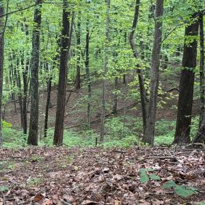 Photo #1 of TBD RABBIT VALLEY RD, NORTH GARDEN, VA 58.5 acres