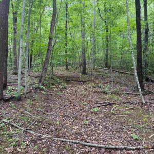 Photo #4 of TBD RABBIT VALLEY RD, NORTH GARDEN, VA 58.5 acres