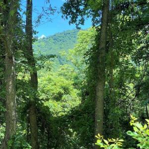 Photo #5 of TBD OVERLOOK MOUNTAIN RD, ELKTON, VA 6.7 acres