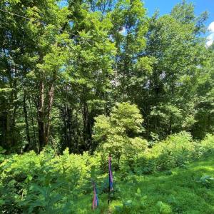 Photo #4 of TBD OVERLOOK MOUNTAIN RD, ELKTON, VA 6.7 acres