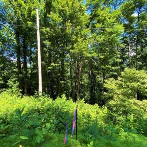 Photo #6 of TBD OVERLOOK MOUNTAIN RD, ELKTON, VA 6.7 acres