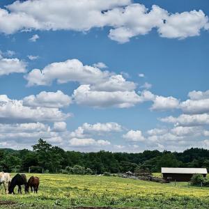 Photo #14 of 3111 SEMINOLE TRL, MADISON, VA 115.8 acres