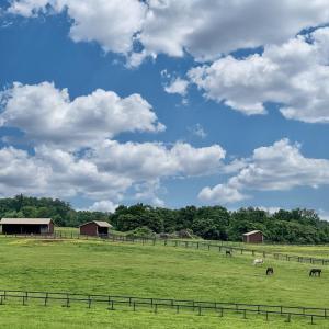 Photo #17 of 3111 SEMINOLE TRL, MADISON, VA 115.8 acres