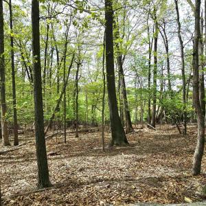 Photo #12 of INDIAN RIDGE LN, ROCKINGHAM, VA 15.7 acres